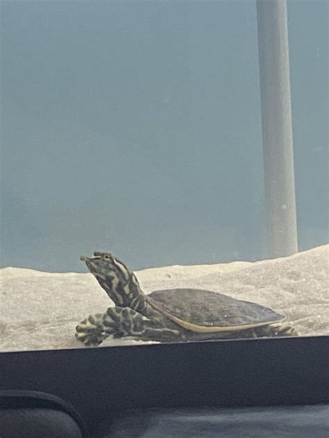 Image result for Soft Shell Turtle Tank