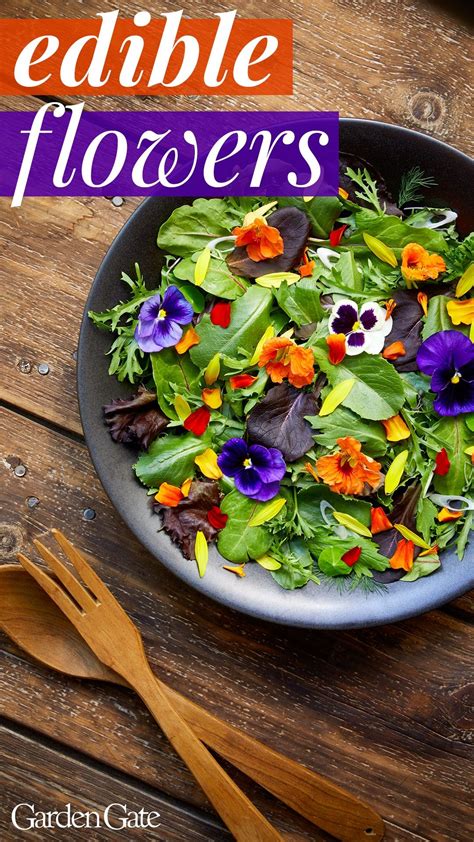 Edible Flowers | Edible flowers, Edible flowers recipes, Eatable flowers