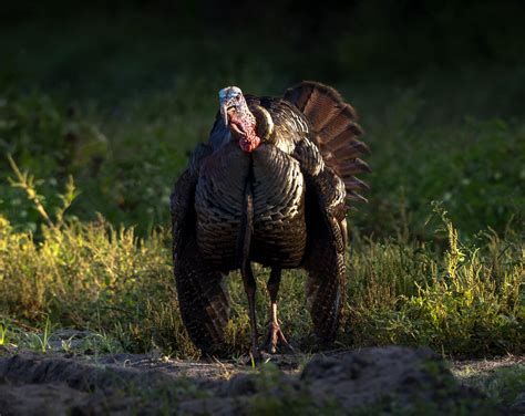 How Wild Turkeys Identify the Source, Direction, and Distance of Sounds ...
