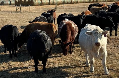 Youthful Bred Cows, Box 568 Melita, Melita, MB, Canada, Antler, 5 ...