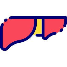 Liver - Free medical icons