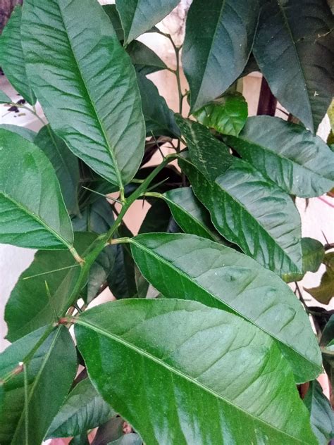 Image result for Lemon Tree for Office