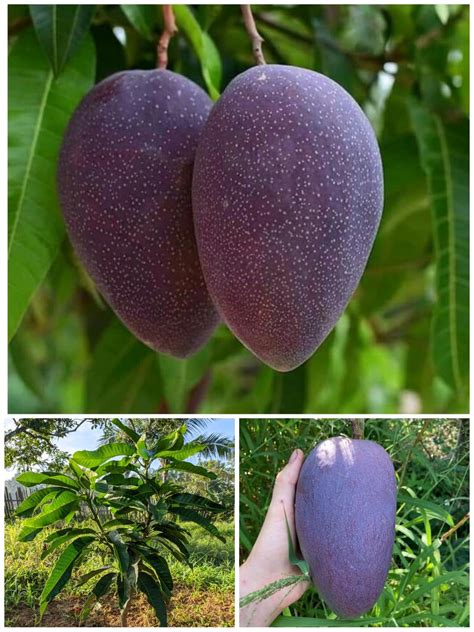 Native Earth Nursery Thailand Purple Mango (Combo of 2 Plant) Nam-Dok ...