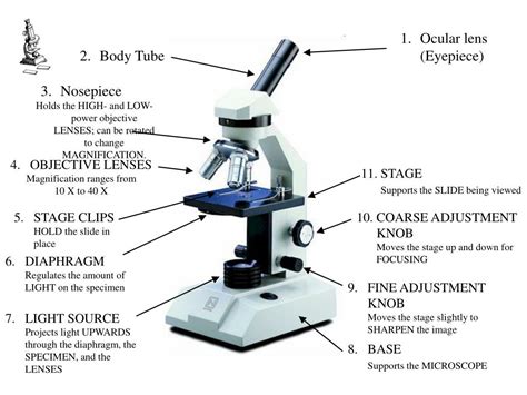 Image result for Objectives Microscope Function