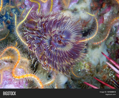 Feather Duster Worm at Jim Roebuck blog