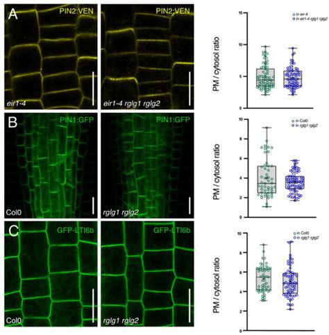 Endosomally Localized RGLG-Type E3 RING-Finger Ligases Modulate Sorting ...