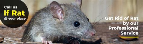 Best Rat Control Services in Chennai | PC Pest Control