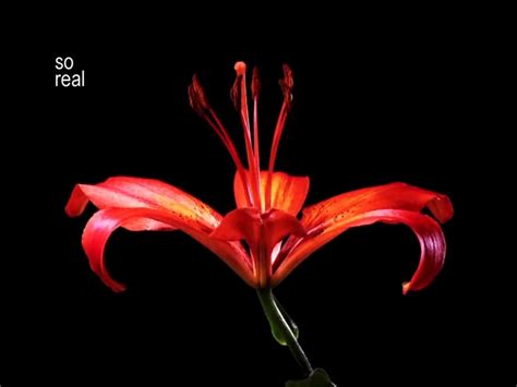 Image result for High-Rise Derby