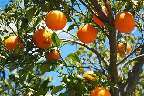 心理测试：哪个树上的桃子最喜人，测出你后半生是不是福气满满_生活_孩子_钱财