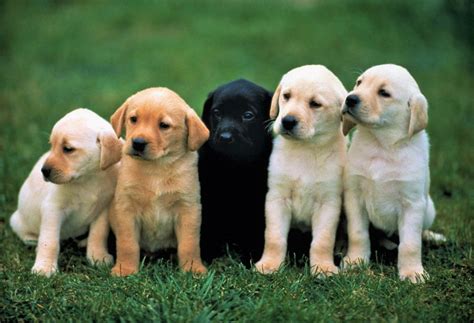 Adorable Labrador Retriever Puppies – HD Cute Baby Dog Wallpaper