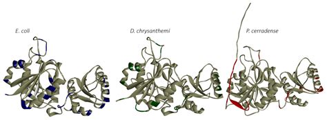 A Structural In Silico Analysis of the Immunogenicity of L-Asparaginase ...