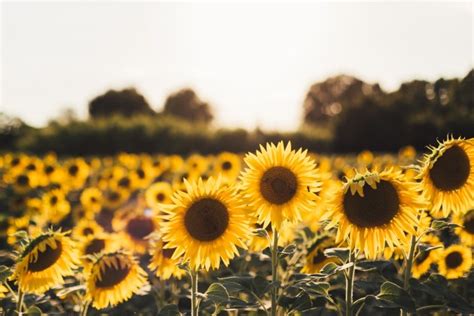What is a Sunflower? Teaching Wiki - Twinkl