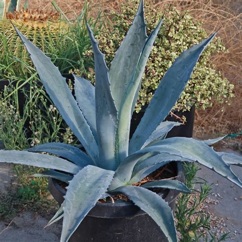 Buy 'Century Plant - Agave Americana' Online | Planet Desert