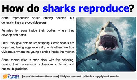 Image result for Sharks Reproduction