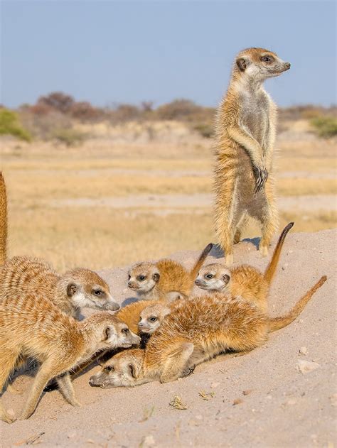 Deserts Animals