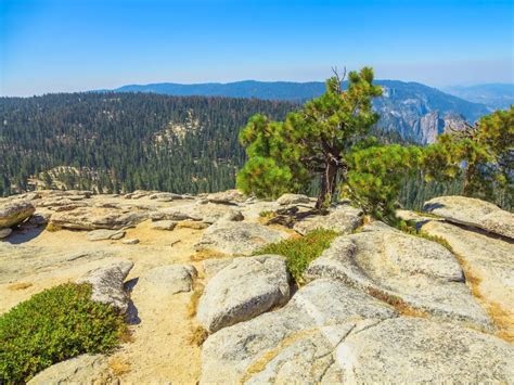 Image result for Sentinel Dome Tree