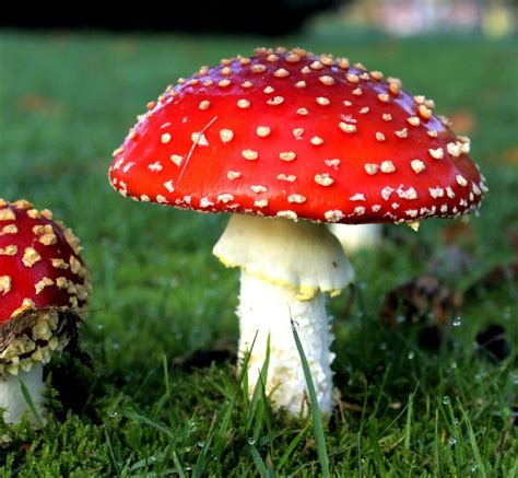 Image result for Mushroom Huge Dataset Classification Python
