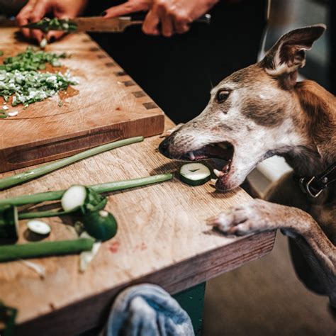 How to prevent your dog from counter surfing General - what prevents puppies from counter surfing