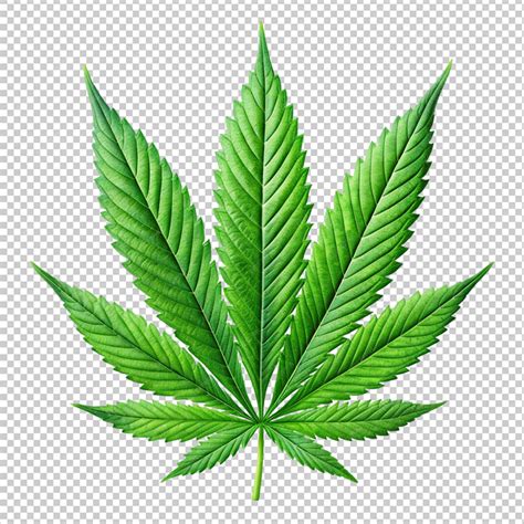 Cannabis leaf on transparent png | Premium AI-generated PSD