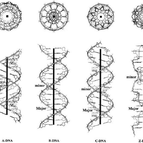Image result for Z-DNA Function