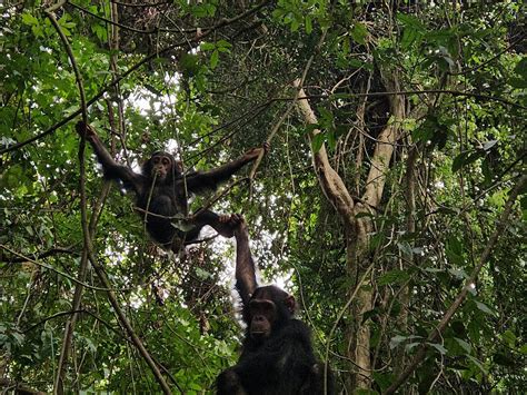 KIGOMA ECO CULTURAL TOURISM (2025) All You Need to Know BEFORE You Go ...