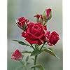 Royal Paradise Garden"Wine Red" Rose Flower Plant Home Garden Plant 1 ...