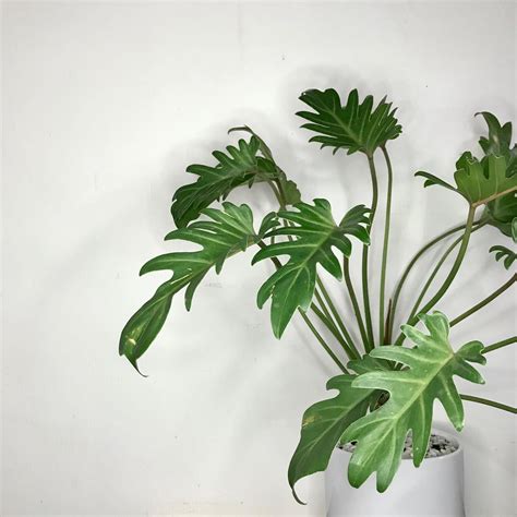 Thaumatophyllum Xanadu Care and Growing Guide | Plantcarefully - can you grow xanadu in water