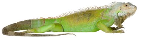 Image result for Iguana vs Python