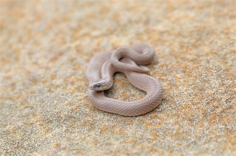 Rough Earth Snake Animal Facts - Haldea striatula - A-Z Animals