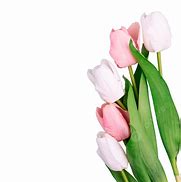 Image result for Tulip Coloring Pictures