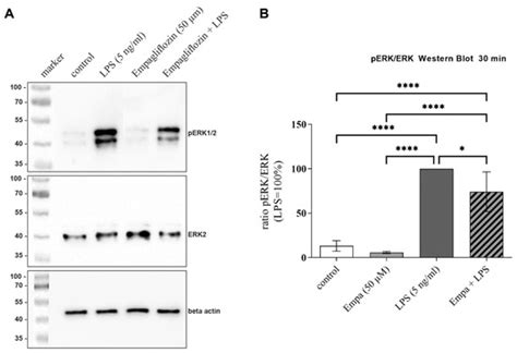 Cells | Special Issue : Microglia in Neurological Diseases