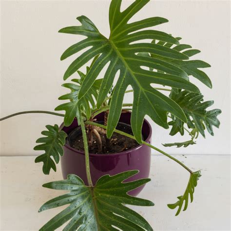 6 Types Of Philodendrons To Consider