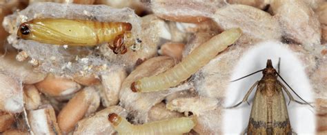 Image result for Moth Rash