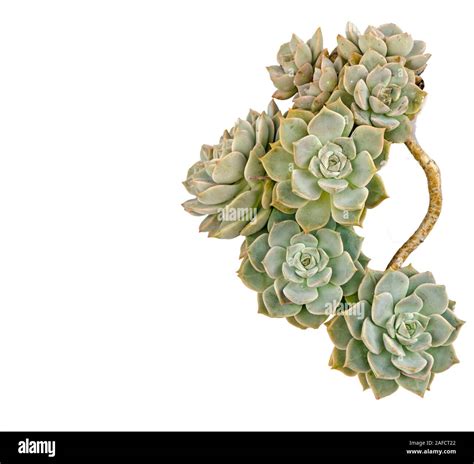 Hen and Chicks plant isolated on white background Stock Photo - Alamy