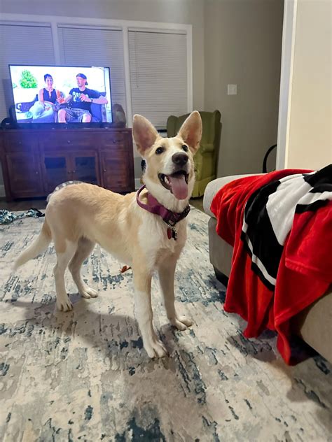 My Carolina dog puppy😁 : r/puppy