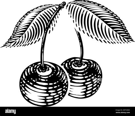 Cherry Berry Fruit Vintage Woodcut Illustration Stock Vector Image ...