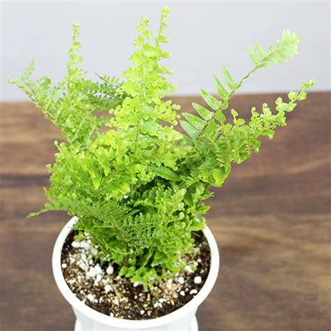 Buy Leather leaf fern at Nurserynisarga.in