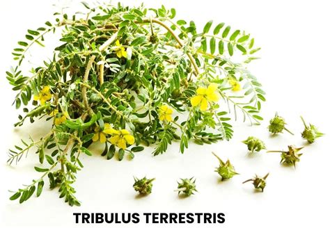 Image result for Tribulus