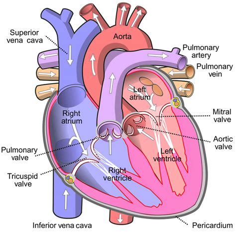 Pulmonary insufficiency, pulmonary valve regurgitation causes, symptoms ...