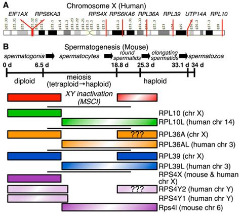 Specialized Ribosomes in Health and Disease