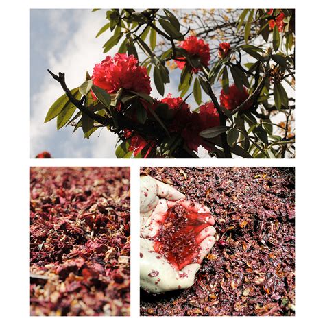 Natural Dyeing | Peoli Design