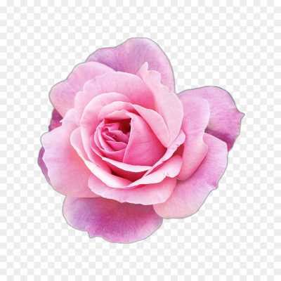 Pink Rose Flower High Resolution Transparent Isolated PNG VYSF8CXE ...