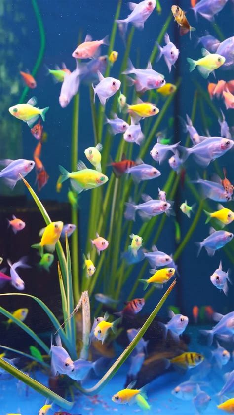 Moving Fish Desktop 的图像结果