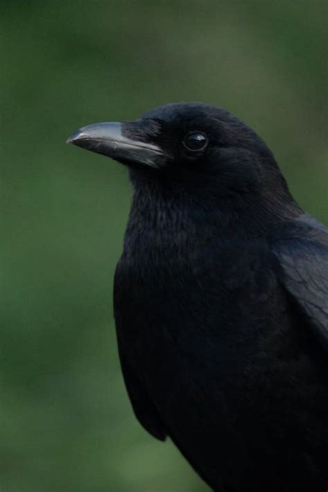 Image result for Crow Front View