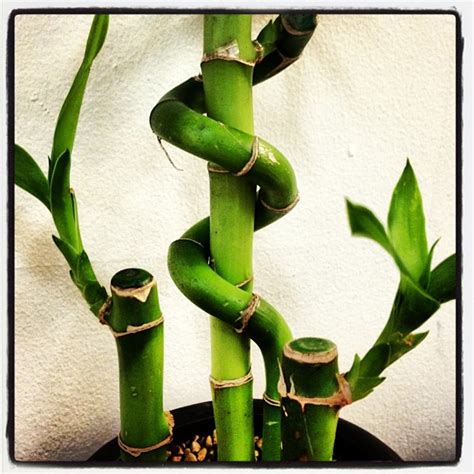 What To Plant Lucky Bamboo In at Jose Huggins blog