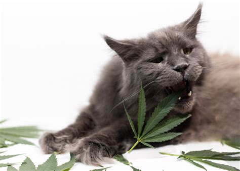 How to Protect Your Outdoor Cannabis Plants from Animals? - GrowDiaries