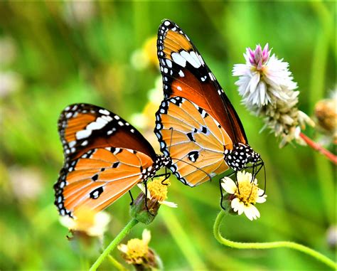 Butterflies Of Western Ghats Are Evolving Faster, Adapting To Escape ...