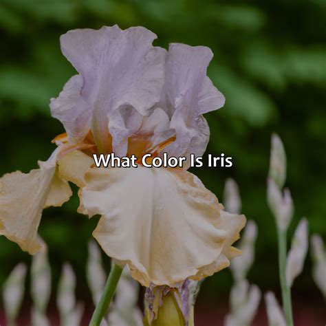 Why Do Iris Change Colors at Danielle Haynes blog