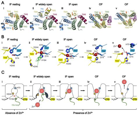 Structures, Mechanisms, and Physiological Functions of Zinc ...