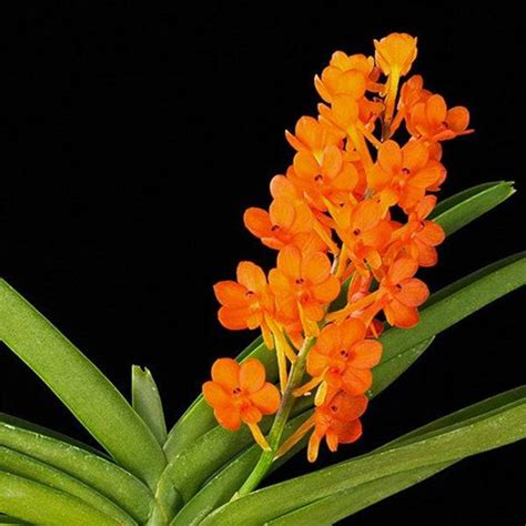 Buy Vanda Orchids Online India | Vanda Orchid | Orchid-tree – Orchid-Tree